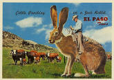 El Paso, Texas  El Paso, Texas Rabbit Postcard